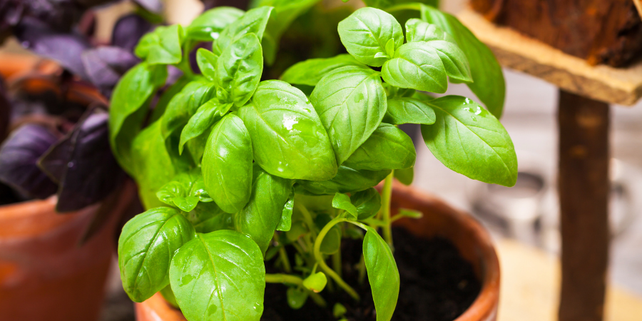 Blog_Herbs in Greenhouse_900x450
