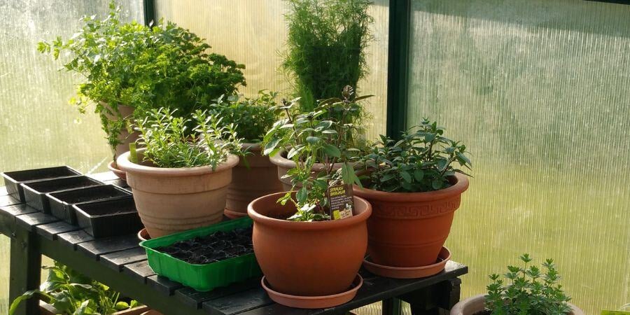 Blog_HerbsInAGreenhouse_900x450