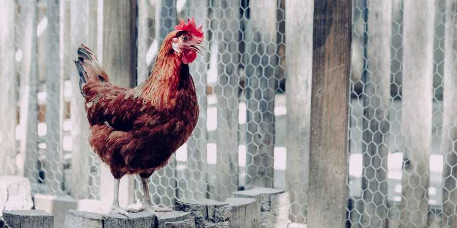 Blog_Hero_10BestBackyardChickens