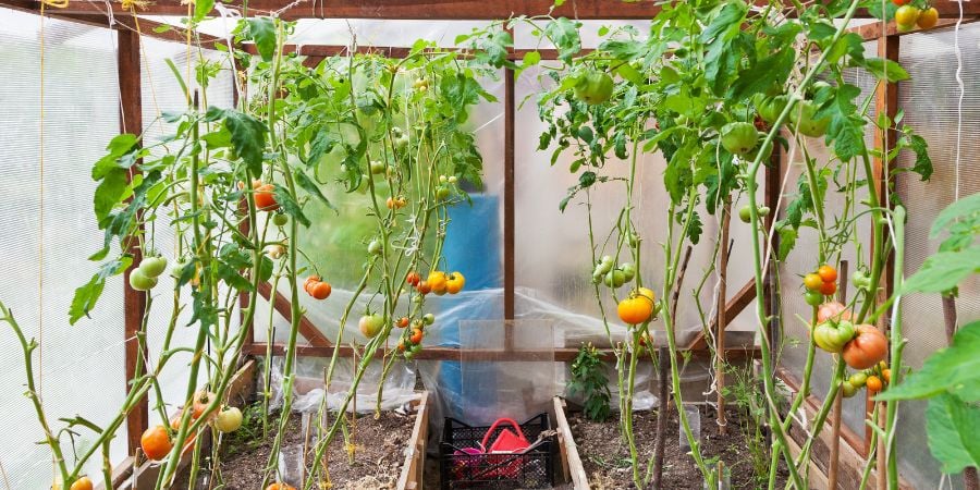 Blog_Hero_TomatosInaGreenhouse