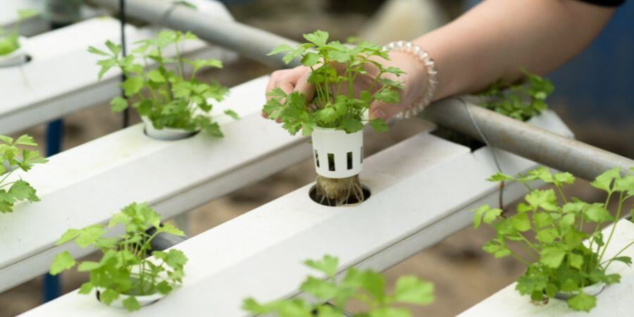 Blog_HydroponicGardening_900x450