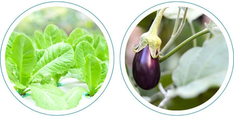 Blog_HydroponicVSSoilGardeningBestPlants_900x450