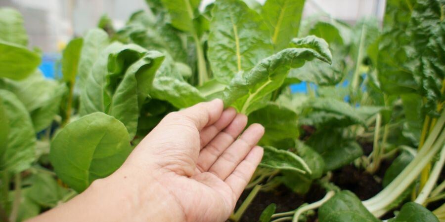 Blog_InspectingPlantsForPests_900x450