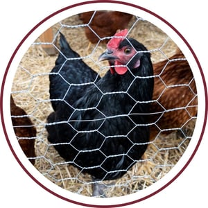 Blog_Jersey Giant Chicken_400x400