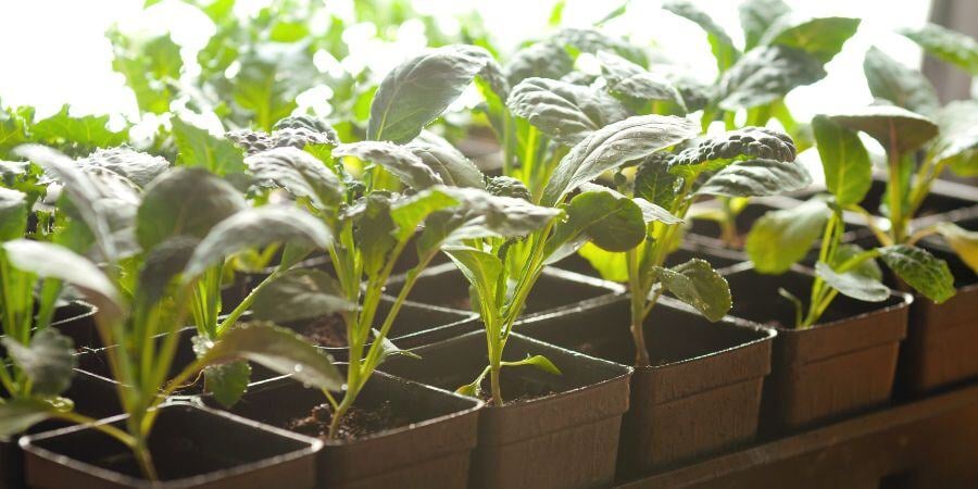 Blog_Kale in Greenhouse_900x450 (1)