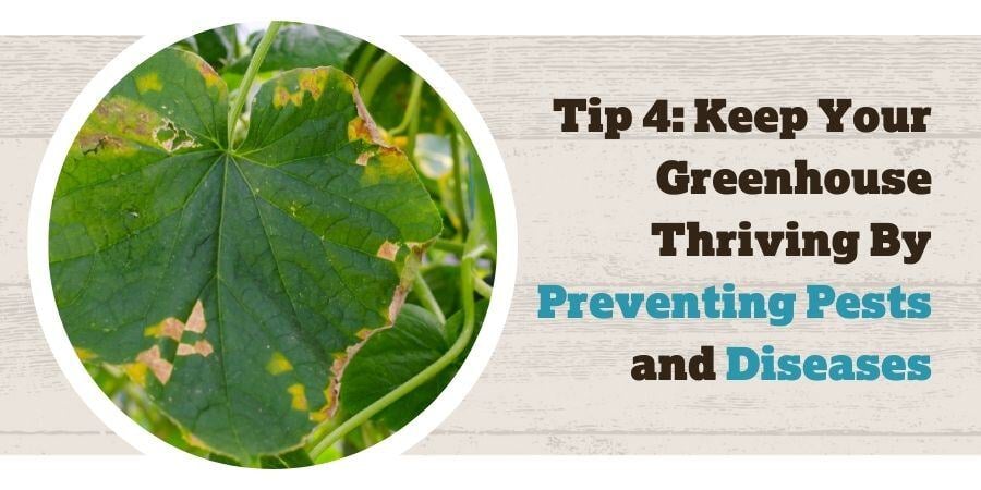 Blog_KeepYourGreenhouseThrivingByPreventingPestsAndDiseases_900x450