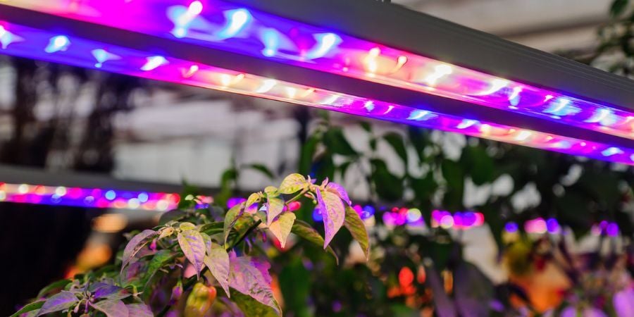 Blog_LEDGreenhouseGrowLights_900x450