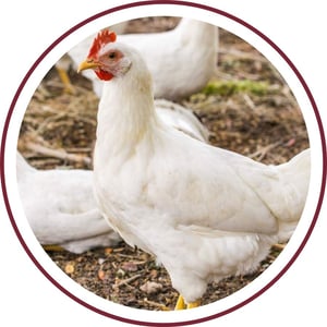 Blog_Leghorn Chicken_400x400