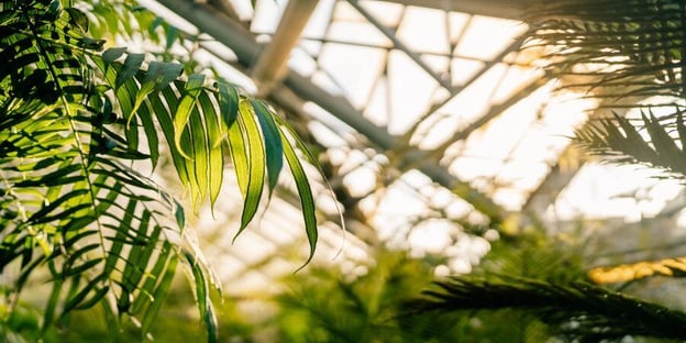 Blog_LightShiningIntoGreenhouse_900x450