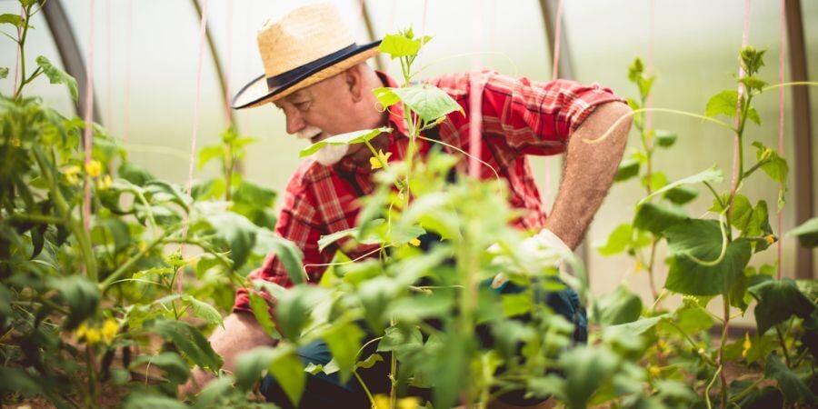 Blog_Man Working in a Fall Greenhouse_900x450