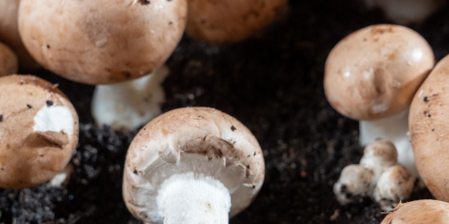 Blog_MushroomsGrowing_900x450