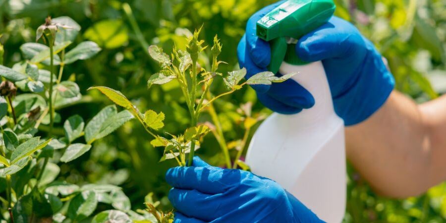 Blog_NaturalPestControl_900x450