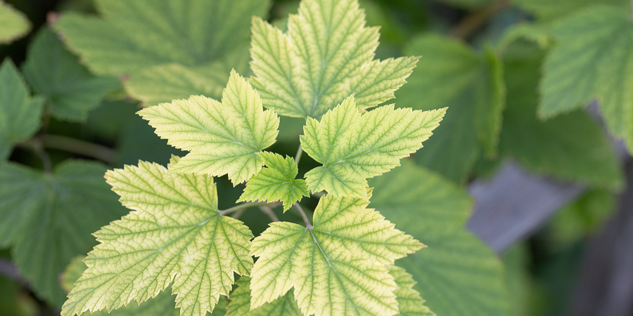 Blog_NutrientDeficiencyInPlants_900x450