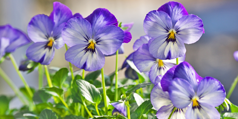 Blog_Pansies in a Greenhouse_900x450