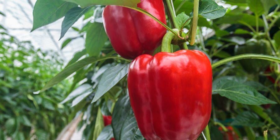 Blog_PeppersInGreenhouse_900x450