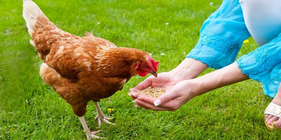 Blog_Person Feeding a Chicken_900x450