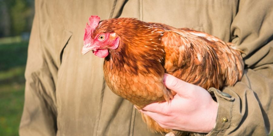 Blog_Person Holding Brown Chicken_900x450
