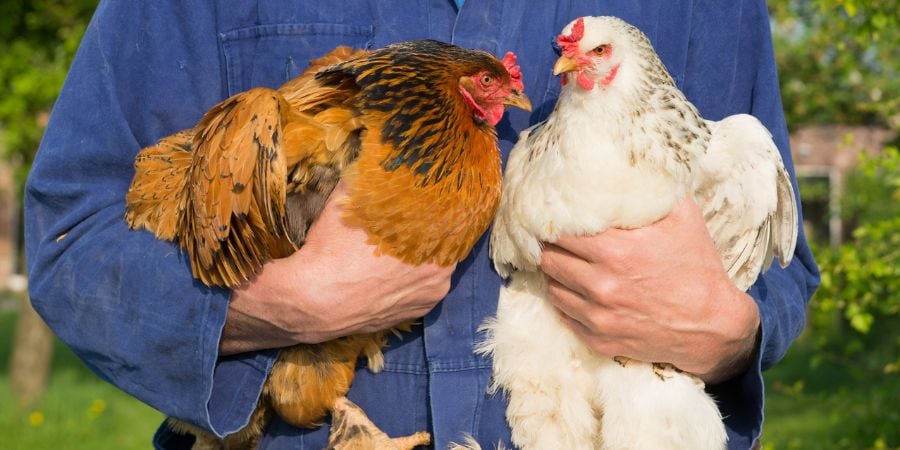 Blog_Person Holding Two Chickens_900x450