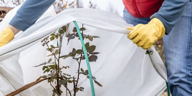 Blog_PlantFrostProtection_900x450