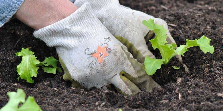 Blog_Planting Lettuce in Spring_900x450