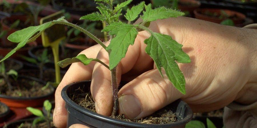 Blog_Planting Tomatos in Summer_900x450
