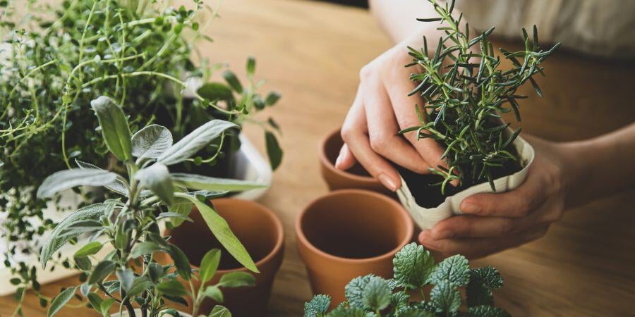 Blog_PlantingHerbs_900x450