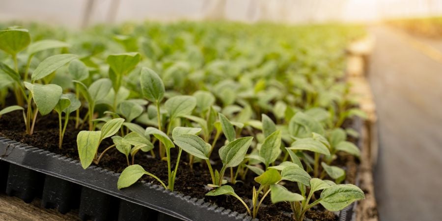 Blog_Plants Growing Inside a Greenhouse_900x450