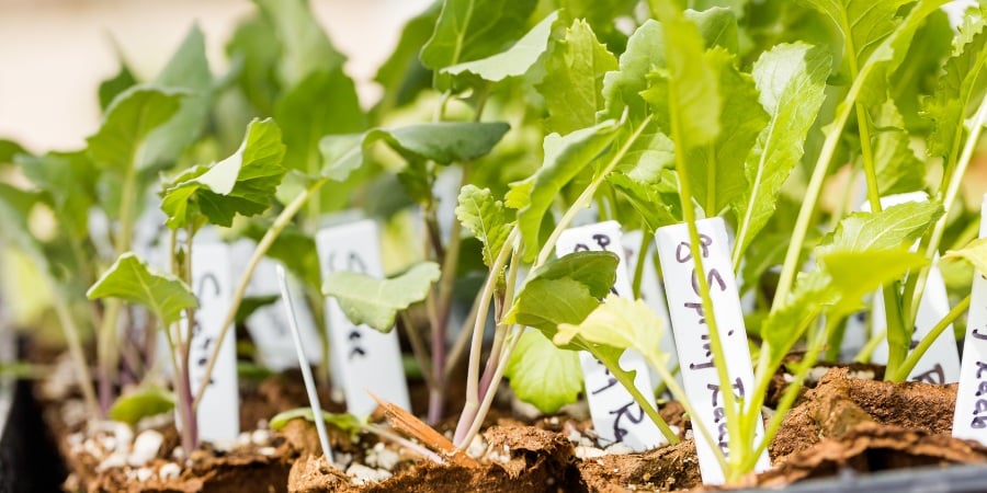 Blog_Plants Growing in a Greenhouse_900x450