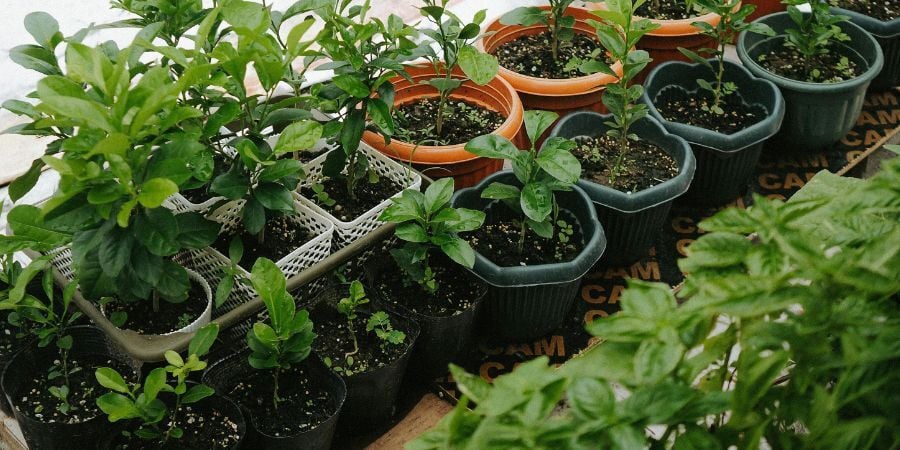 Blog_PlantsGrowingInAHomesteadSupplierGreenhouse_900x450