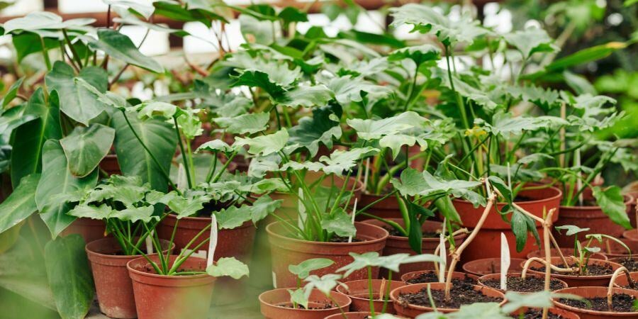 Blog_PottedPlantsInGreenhouse_900x450