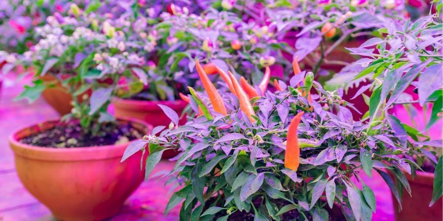 Blog_PottedPlantsUnderLEDGrowLights_900x450