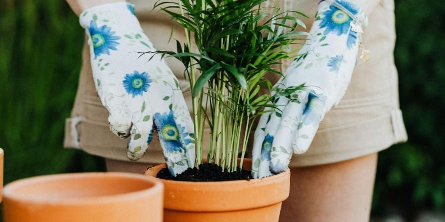 Blog_PottingAPlant_900x450