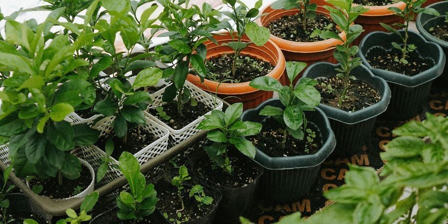 Blog_PottingPlantsInAGreenhouse_900x450