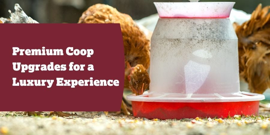 Blog_PremiumCoopUpgradesForALuxuryExperience_900x450