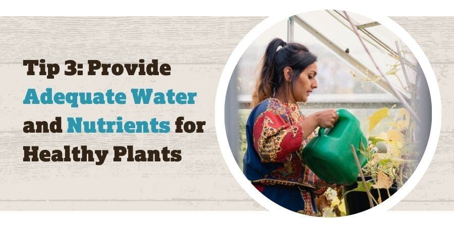Blog_ProvideAdequateWaterAndNutrientsForHealthyPlants_900x450