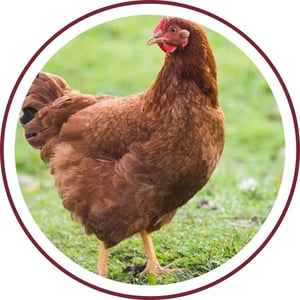 Blog_Rhode Island Red Chicken_400x400