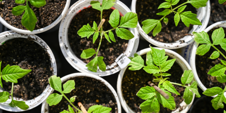 Blog_Seed Starting Tomato Plants_900x450