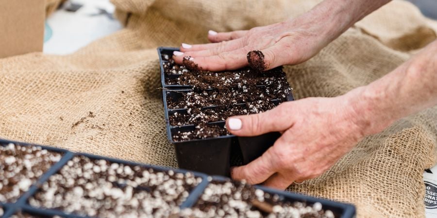 Blog_SeedPlantingInAGreenhouse_900x450