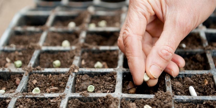 Blog_SeedStarting_900x450