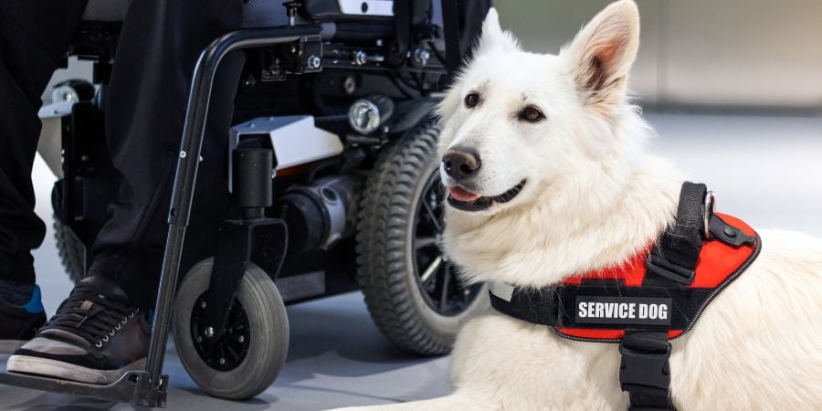 Blog_Service Dog Laying in Front of Handler_00x450
