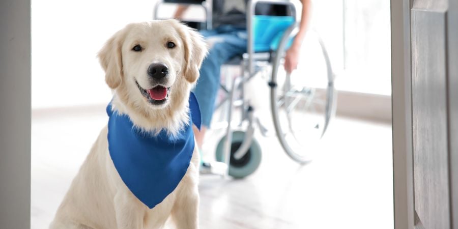 Blog_Service Dog With Person in Wheelchair_900x450