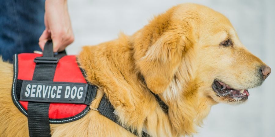 Blog_Service Dog with Harness_900x450