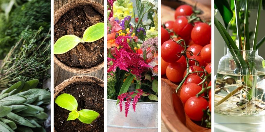 Blog_SmallGreenhouseBusinesses_900x450