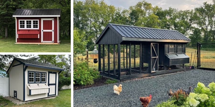 Blog_SmallMediumAndLargeCoops_900x450