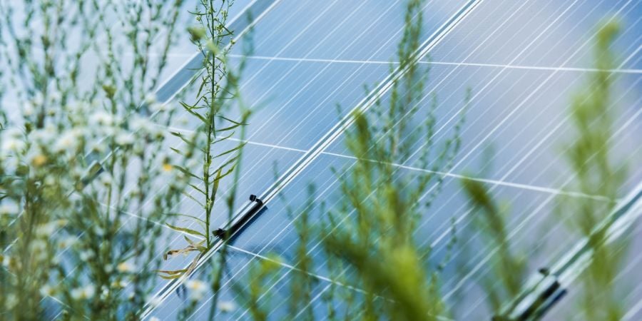 Blog_SolarPanelsInGrass_900x450