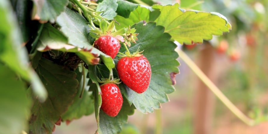 Blog_Strawberries Growing in a Greenhouse_900x450