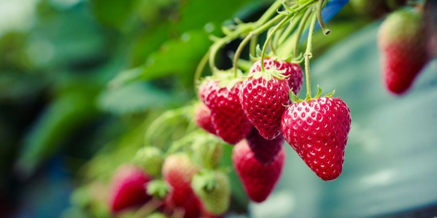 Blog_StrawberriesGrowingInGreenhouse_900x450