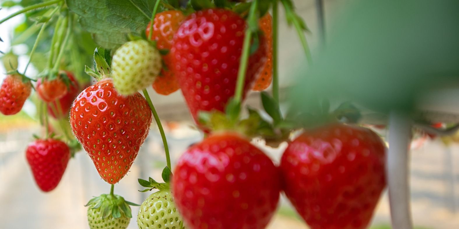 Blog_StrawberriesInAGreenhouse_900x450