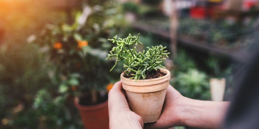 Blog_Succulent in Greenhouse_900x450