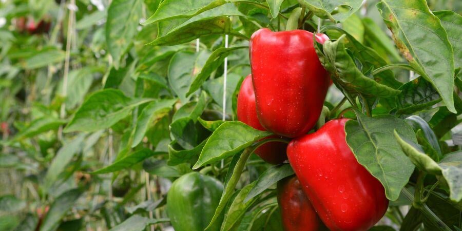Blog_Summer Pepper Plants in Greenhouse_900x450